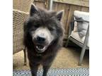Adopt Lucy XII a Chow Chow