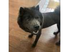 Adopt Lucy XII a Chow Chow