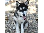 Adopt Skylar a Black Siberian Husky / Siberian Husky / Mixed dog in Long Beach