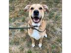 Adopt Appa a Tan/Yellow/Fawn Labrador Retriever / Great Pyrenees / Mixed dog in