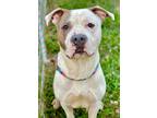 Adopt Cecil a White American Pit Bull Terrier / Mixed dog in Anderson
