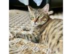 Adopt Etsa a Tan or Fawn Domestic Shorthair / Mixed cat in Houston