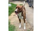Adopt Bootsy (5521 w 20th) a Mixed Breed (Medium) / Mixed dog in Pine Bluff