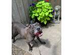 Adopt Peaches a Gray/Blue/Silver/Salt & Pepper Mixed Breed (Medium) / Mixed dog