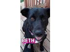 Adopt Beth a Black Labrador Retriever / Mixed Breed (Large) / Mixed dog in