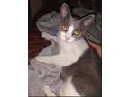 Adopt Carolina a Gray or Blue (Mostly) Domestic Shorthair (short coat) cat in