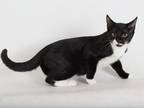 Adopt Ray a Black & White or Tuxedo Domestic Shorthair / Mixed (short coat) cat