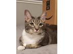 Adopt Connie aka Ruby a Gray or Blue Domestic Longhair / Domestic Shorthair /