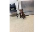 Adopt Colby a Brown/Chocolate American Pit Bull Terrier / Mixed dog in Fort