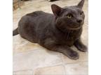 Adopt Phil a Gray or Blue Domestic Shorthair / Mixed cat in Monroe