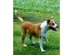 Adopt Junior a Tan/Yellow/Fawn - with White Basenji / American Staffordshire