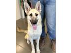 Adopt Sadie Jane a Tan/Yellow/Fawn Shepherd (Unknown Type) / Mixed dog in