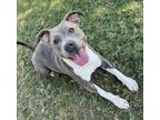 Adopt Braydin a American Staffordshire Terrier