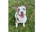 Adopt Britney a American Staffordshire Terrier