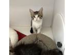 Adopt Thoth a Gray or Blue Domestic Shorthair / Mixed cat in Kanab