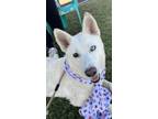 Adopt Kyla a Siberian Husky