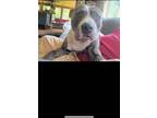 Adopt Kane a Gray/Blue/Silver/Salt & Pepper Pit Bull Terrier / Mixed dog in