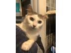 Adopt Miss Gracie a Domestic Longhair / Mixed (long coat) cat in Brainardsville
