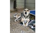 Adopt Lyra a Cattle Dog / Mixed Breed (Medium) / Mixed dog in Washburn