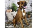 Adopt Tunchie a Brown/Chocolate Pit Bull Terrier / Mixed dog in Yuma