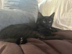 Adopt Queenie a Black (Mostly) Domestic Shorthair (short coat) cat in Oceanside