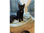 Adopt Joan Jett a Black (Mostly) Manx (short coat) cat in Winter Haven