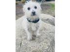 Adopt Doug a White Terrier (Unknown Type, Small) / Westie