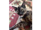 Adopt Isadora (Izzy) a Tortoiseshell Domestic Shorthair (short coat) cat in