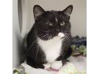 Adopt Mabel (bonded with Mazie) a All Black Domestic Shorthair / Domestic