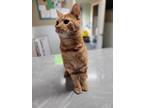 Adopt Goop a Orange or Red Tabby Domestic Shorthair (short coat) cat in Linton