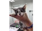 Adopt Gekko a Gray or Blue (Mostly) Domestic Shorthair (short coat) cat in