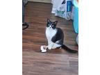 Adopt Gigi a Black & White or Tuxedo Domestic Shorthair / Mixed (short coat) cat