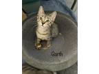 Adopt Garth a Brown Tabby Domestic Shorthair (short coat) cat in Fallbrook