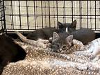 Adopt Salem Kitten #2 a Domestic Shorthair / Mixed (short coat) cat in