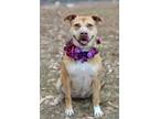 Adopt Natalie- Adoptable a Terrier (Unknown Type, Small) / Mixed Breed (Medium)