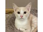 Adopt Tommen a Tan or Fawn Tabby Domestic Shorthair / Mixed cat in Hanna City