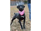 Adopt Karissa - Adoptable a Labrador Retriever / Mixed Breed (Medium) / Mixed