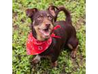 Adopt Taco a Brown/Chocolate Cairn Terrier / Mixed dog in Waco, TX (38687733)