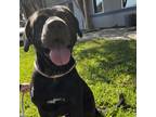 Adopt Reggie a Black Labrador Retriever / Mixed dog in Corpus Christi
