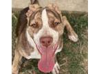 Adopt Thomas a Red/Golden/Orange/Chestnut American Pit Bull Terrier / Mixed dog