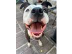 Adopt Lennox a Black - with White Pit Bull Terrier / Mixed dog in Oceanside