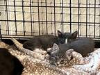 Adopt Salem Kitten #1 a Domestic Shorthair / Mixed (short coat) cat in