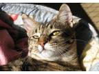 Adopt Kameryn a Brown Tabby Bengal (short coat) cat in Libby, MT (38671384)