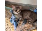 Adopt Baton Rouge a Gray or Blue Domestic Shorthair / Mixed cat in Kanab