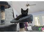 Adopt Tick a All Black Domestic Shorthair (short coat) cat in Houston