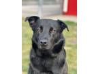 Adopt Toby a Black Labrador Retriever / Mixed dog in Pequot Lakes, MN (31387177)