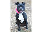 Adopt Alana - Adoptable a Terrier (Unknown Type, Small) / Mixed Breed (Medium) /