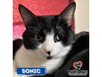 Adopt Sonic (Courtesy Post) a Black & White or Tuxedo Domestic Shorthair / Mixed