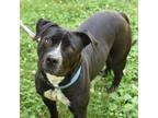 Adopt Mali a Black Pit Bull Terrier / Mixed dog in Riverwoods, IL (38629193)
