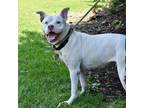 Adopt Nikolic a White - with Tan, Yellow or Fawn Pit Bull Terrier / Mixed dog in